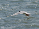 Black-headed Gull – Mewa Śmieszka